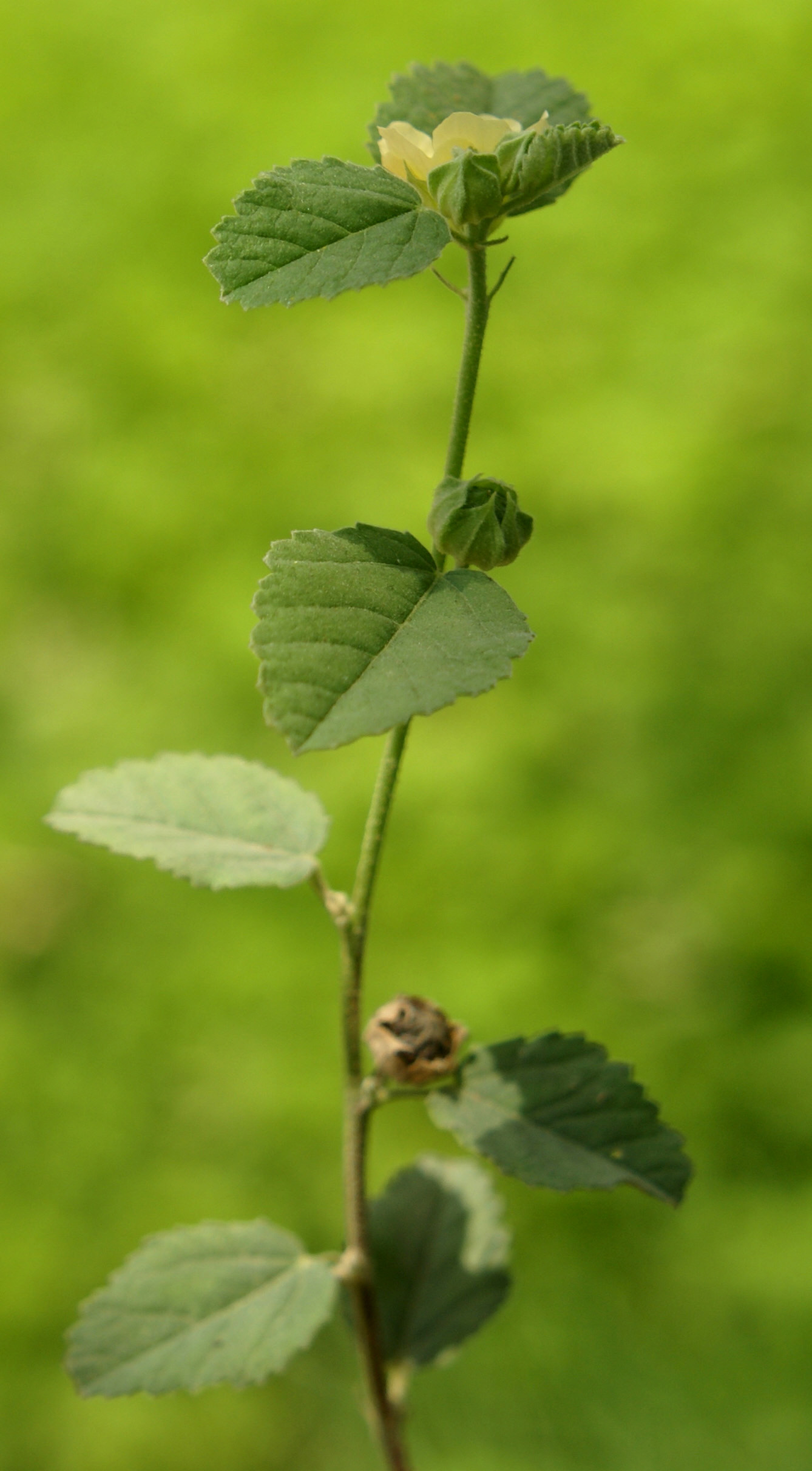 Sida ovata stalk, flower and seed pods
